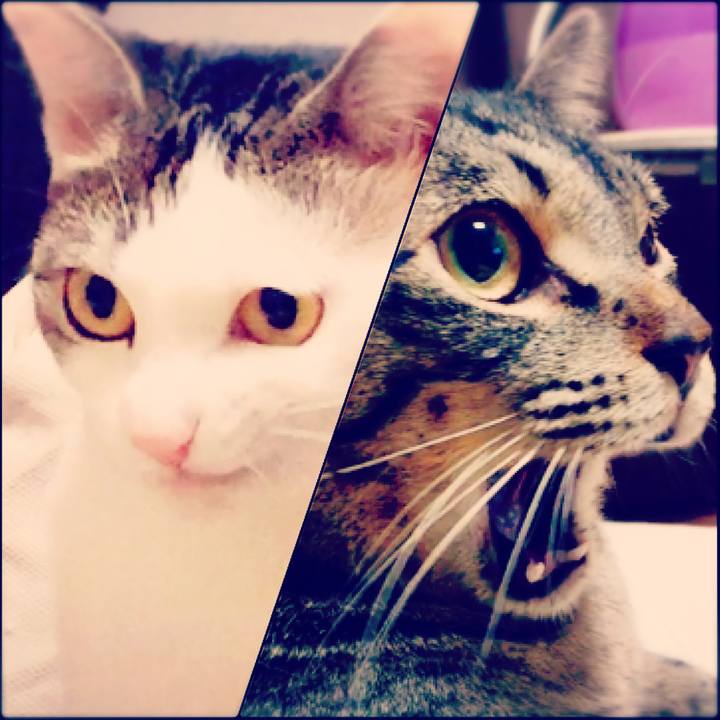 372c2d53 b713 4b93 8324 7b860fa22082