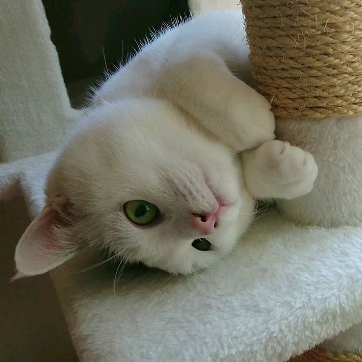 375f08ad c739 4a10 99c3 5c47790612e0