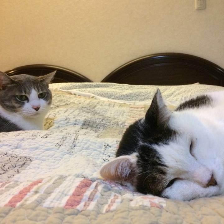 376d06f2 e9e0 41d7 adfa 7217f52528ef