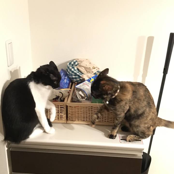 3772f9b2 b63a 4c1b a648 e073105082b5