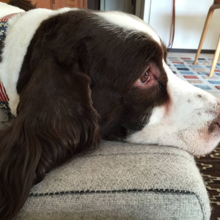 37742a46 c45d 49eb a795 329f5a8d87eb