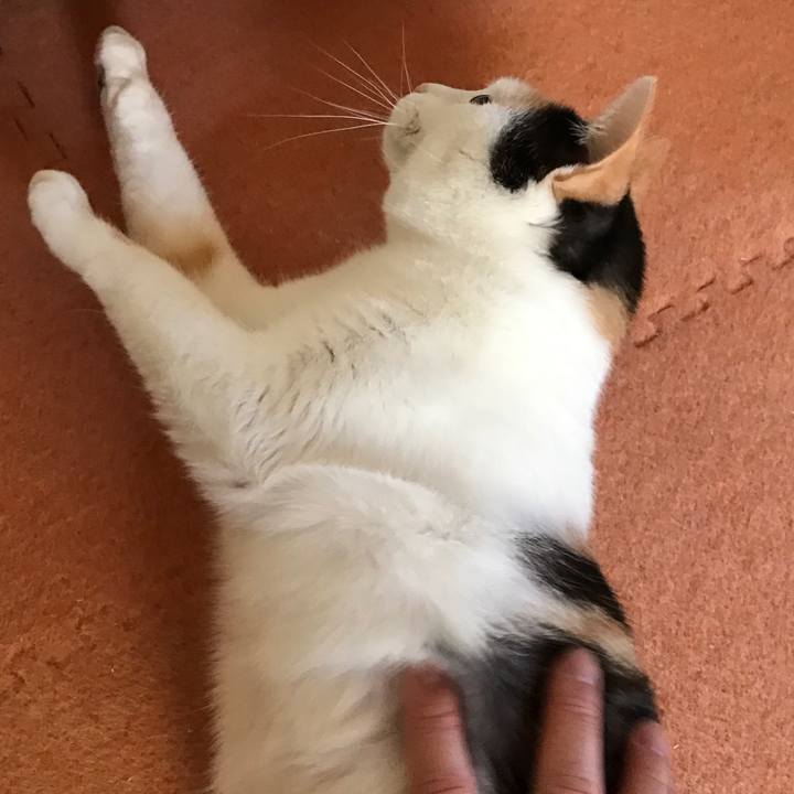 377c5d32 a004 4aee bc33 222acccbccf6