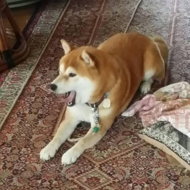 378ce9b8 aa01 4cac 9221 e693085eb64d