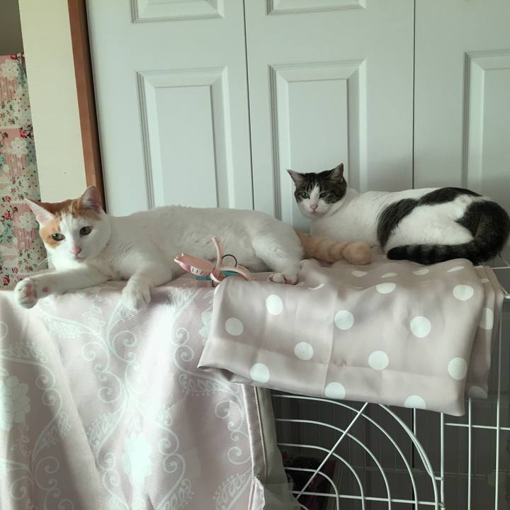 379d1da1 8704 4eab 8c51 5aec92d302a9