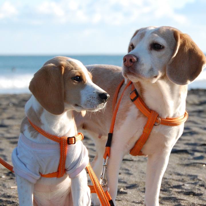 37b31cf4 4d98 43bf b85f b35b39a64dc4