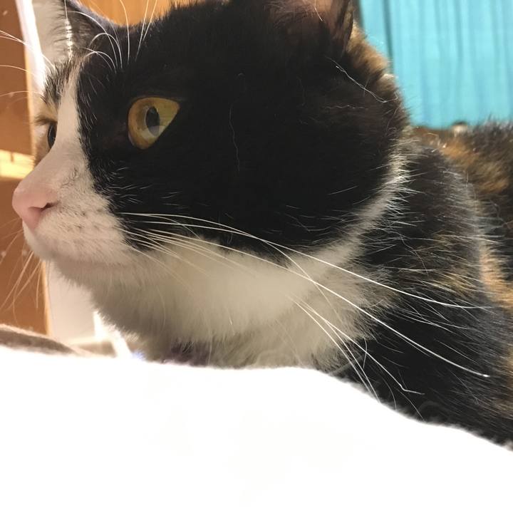 37b66d8c 5c77 4d16 baaf 4777a35f328b