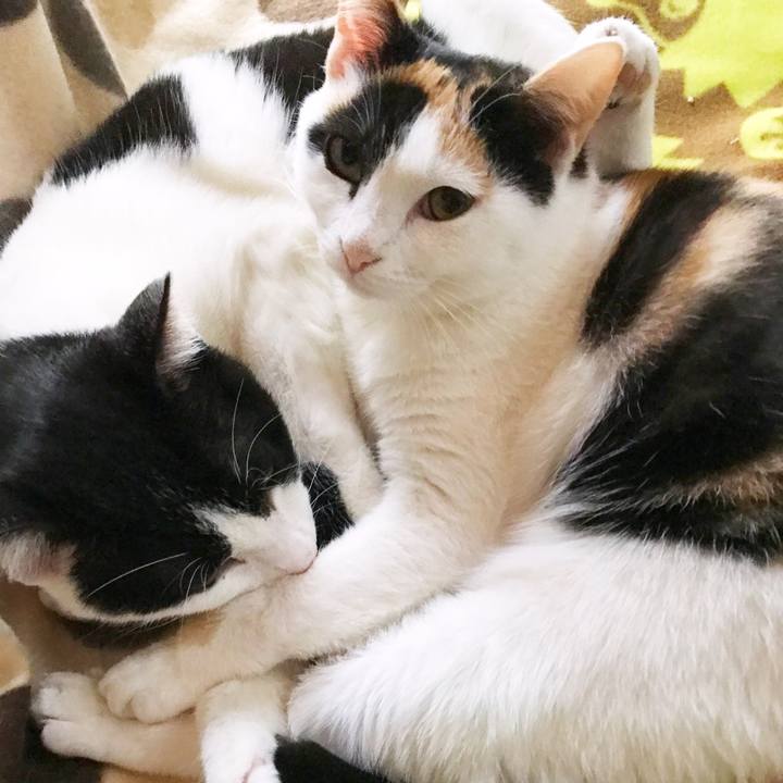 37f3d08f 7330 43ca af71 ae420265c8fa