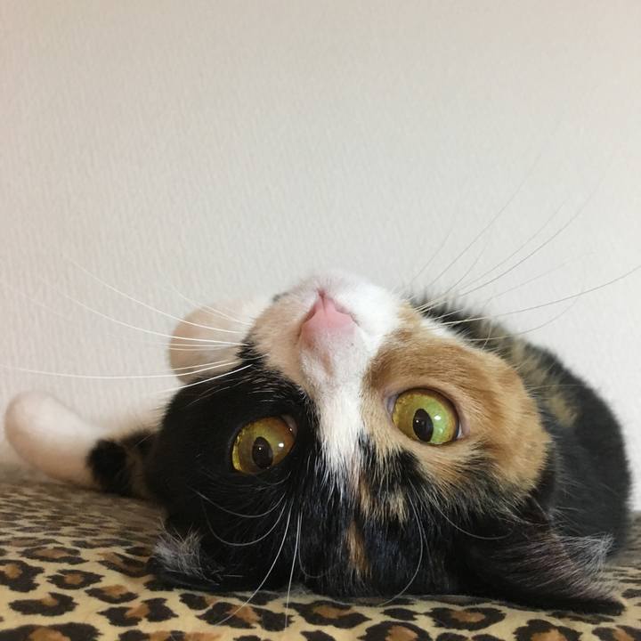 37fa0bae c21c 4099 a3dd d30aa91d822a