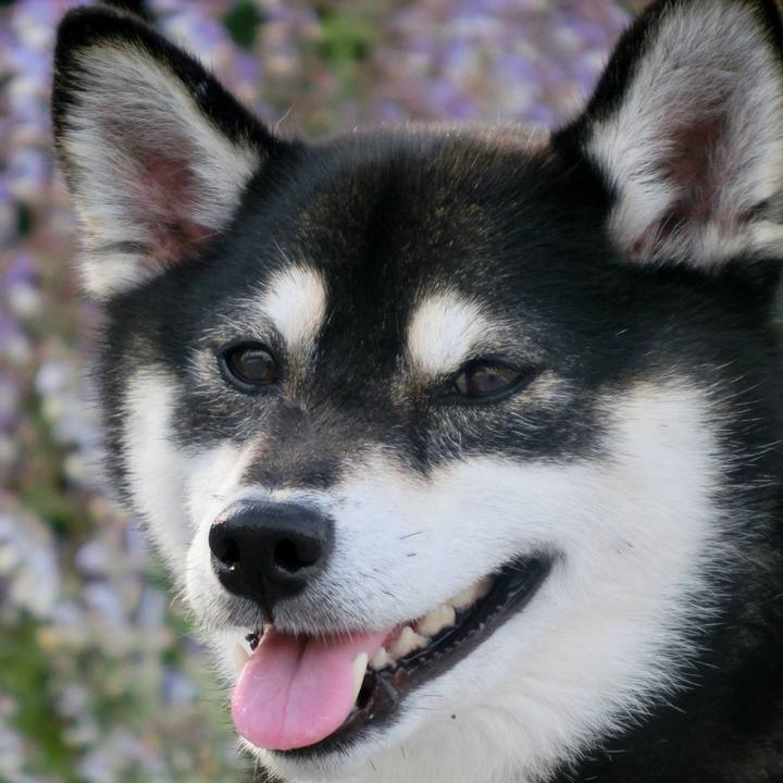 37ffaf56 557a 44c9 bace 7b23482def40