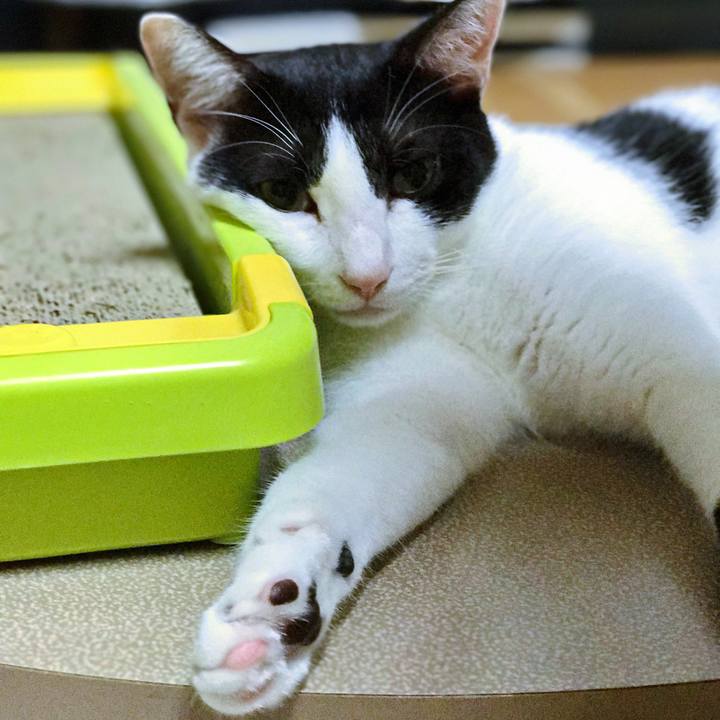 3804a6c5 d884 4898 8c8c 151aea74259a