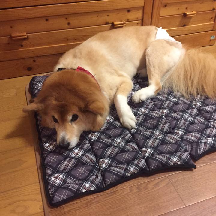 380dc117 d73d 4c1e 8807 90e54bbab9e1