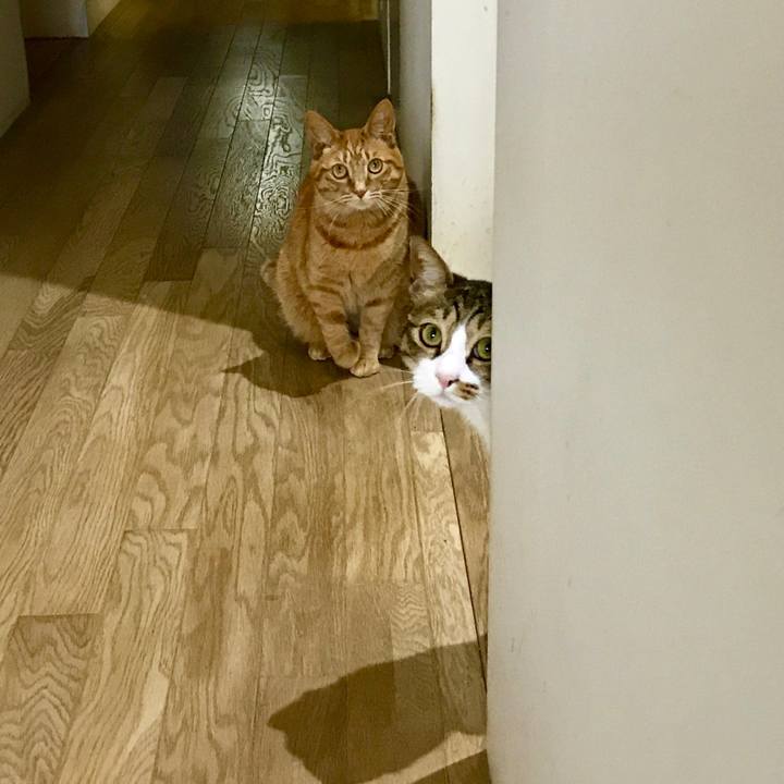 381aad93 b0ed 4612 85a2 aaaa7e47fe45