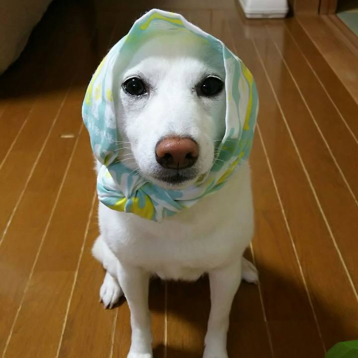 38234cf4 cdb2 4208 a385 43968704e8f3