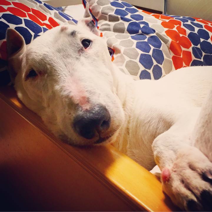 382b267d e26c 4bf6 ba9d 247708ac4de3