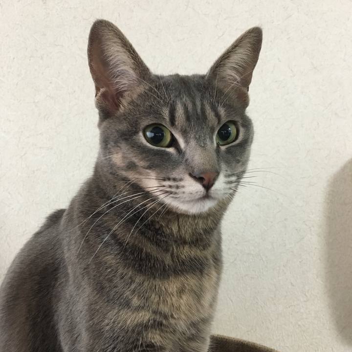 383118c1 a72e 4a4f 87d4 cb2ec15d2594