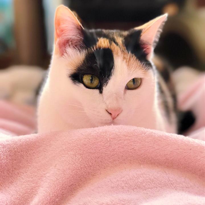 38373fcf fa80 444d beb7 a22cd98a6807