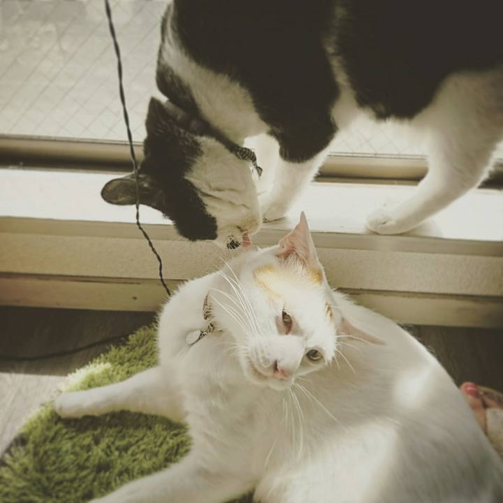 383bff0d d0f5 4df9 8ba0 0fc34af4cf13
