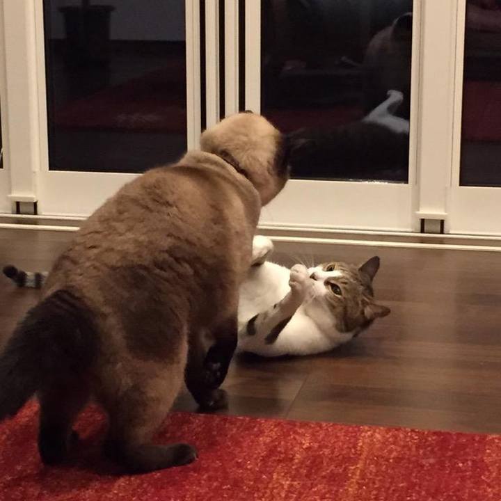 3854d0dc 7114 4529 bdc4 ca8a63490224