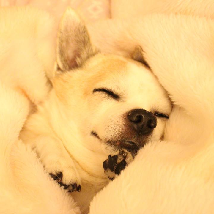 385ae51e b8cb 49ca af93 6890fe812a0c