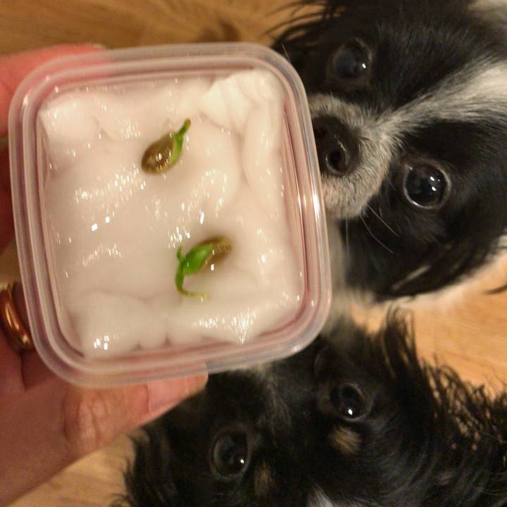 3867368b 3626 4255 86a7 bb372292e2c3