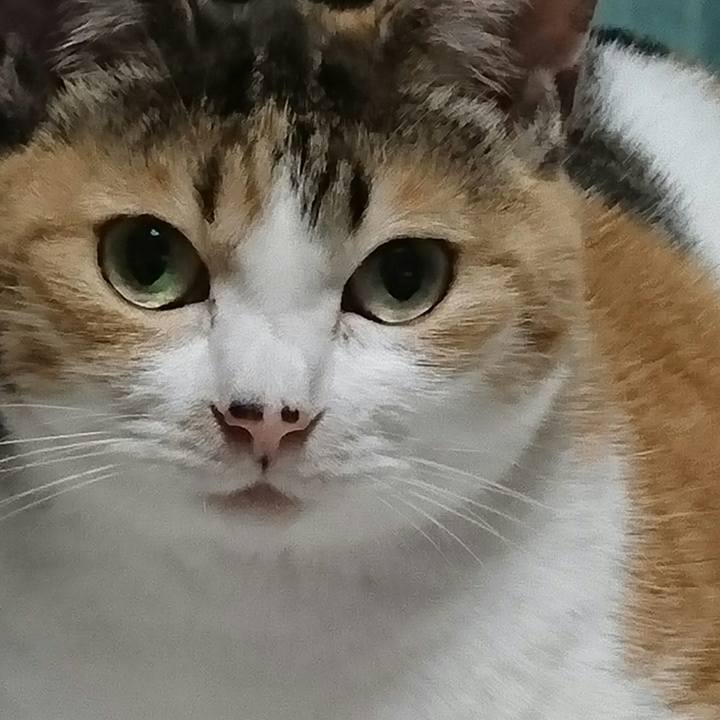 38aa03a1 66b6 485c 8b80 225f65f5116f