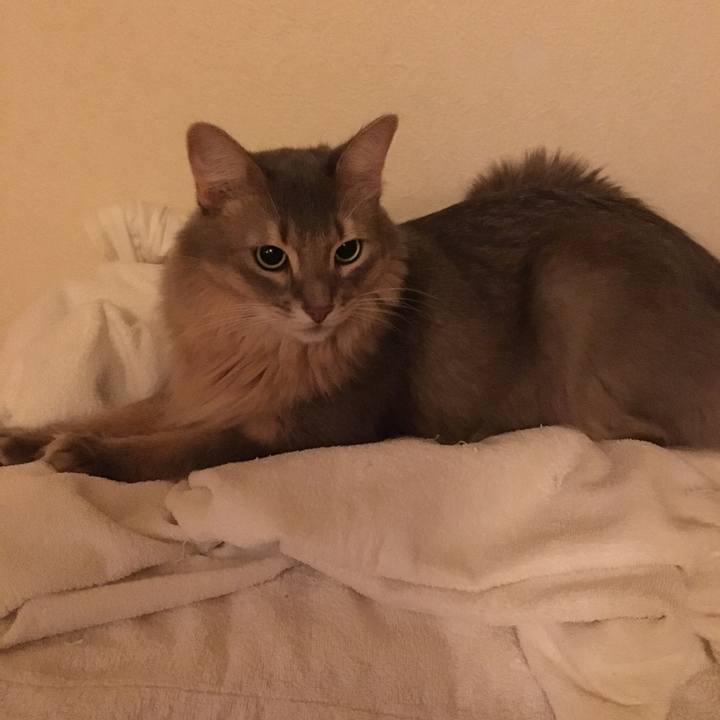 38c9530a e208 4329 8754 afe2721af6b8