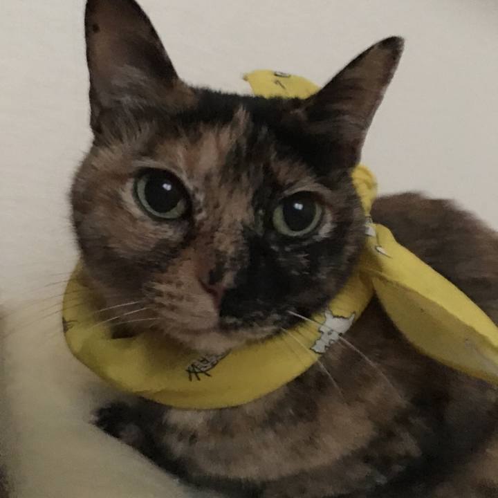 38dc20b0 95cb 4c6e acda 312ff60871fe