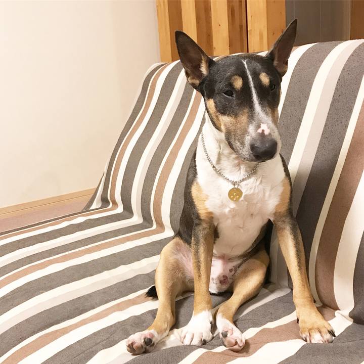 38de8485 4c2c 410c bfee f916620fb508