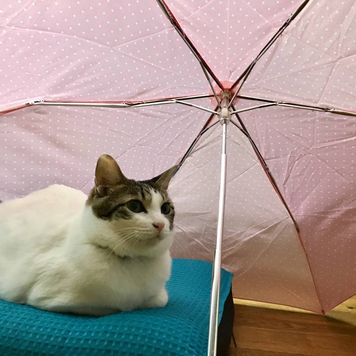 38df6ffe adc7 4654 81fe dacba9cb91ba