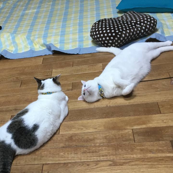 38e00311 d686 45b3 abee 469d58e7ebad