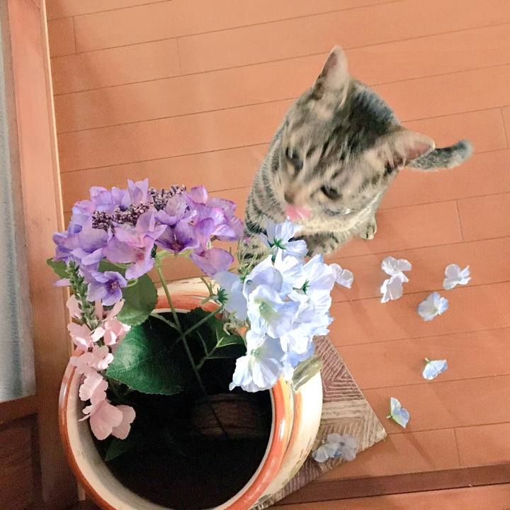 38e08042 c344 4c97 a3bf bfef4367e2aa