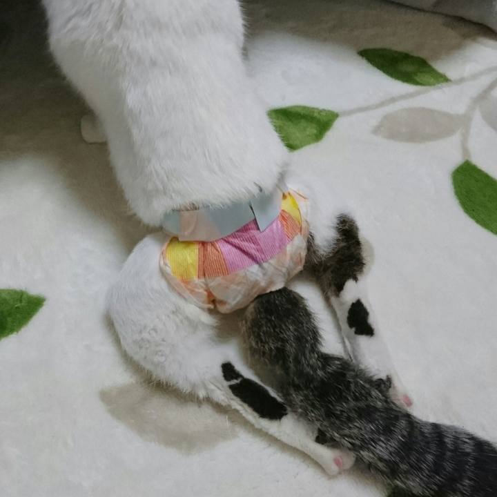 38eb991d c9fe 4ab3 baf3 541484452690