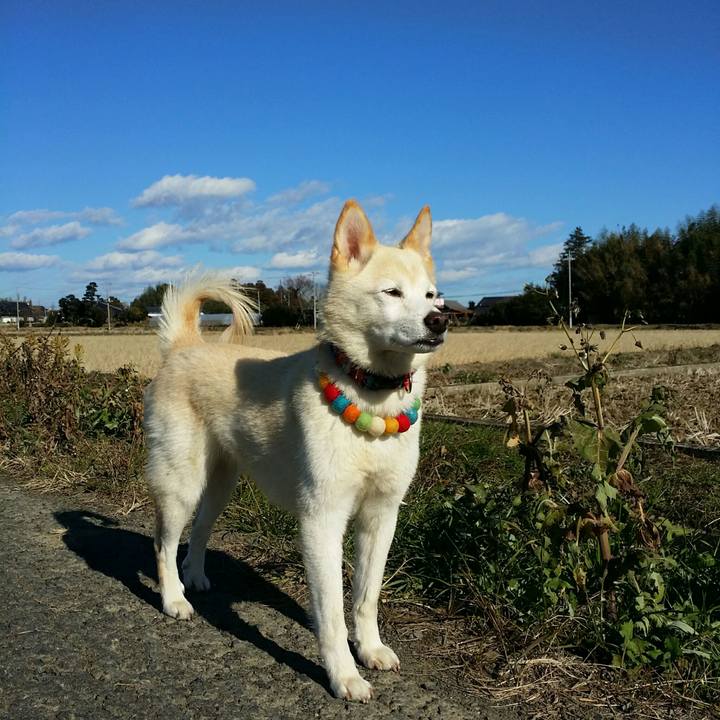 38f11858 482f 4a4d 99e5 4049502e5298