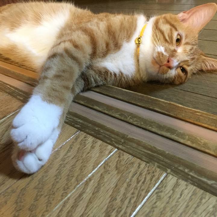 3902bc0a aaff 4a5c b2c6 b49202864192