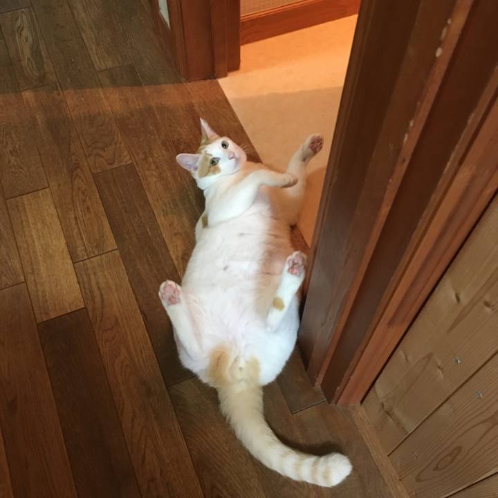 3906d4aa aa59 4958 a4dc 643fae81d494