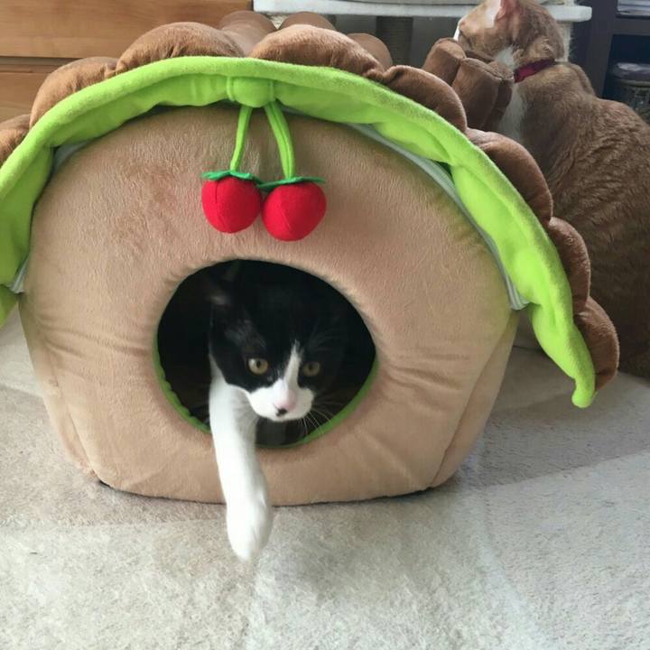 390de0f8 13c4 49d0 adb2 534afcd5b4a8