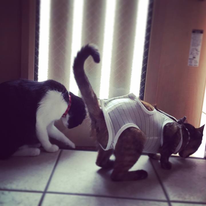 391c4df4 63cd 4599 9bf6 6ddcfffce20c