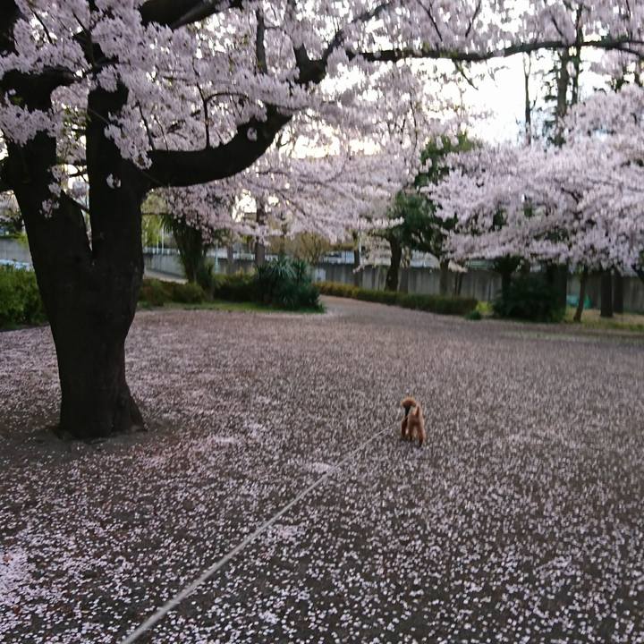 3925b5c4 c09c 4d11 af06 ad4e22b0df54