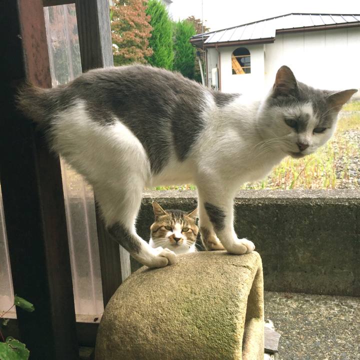 3930bca0 8baa 4a60 be66 1d2cc67c29a4