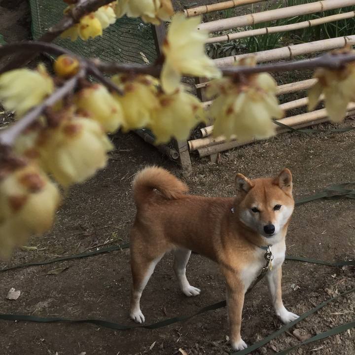 3934ff2e dcff 4d93 a6db 82711e9b2e76