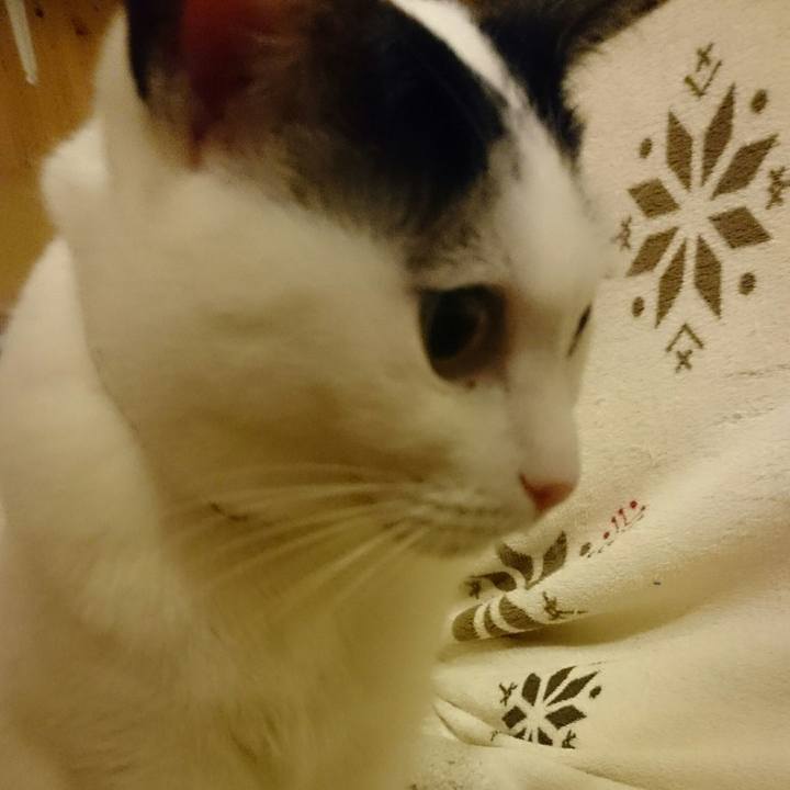 39369929 9099 4a59 adfc 7e1d58f995a6