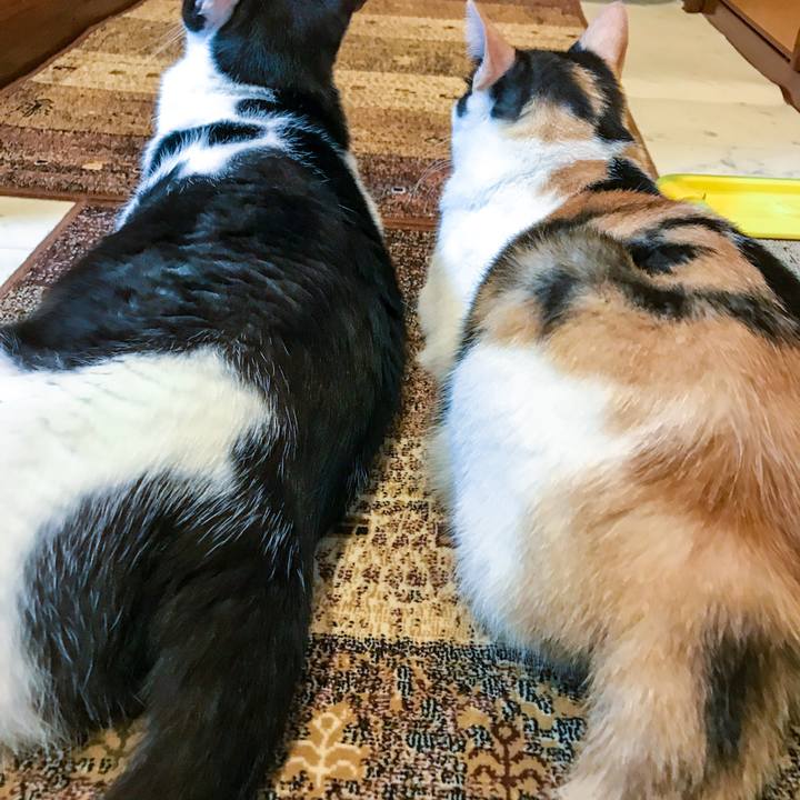 39430ce1 cf4a 4760 8a37 df05d8911f92