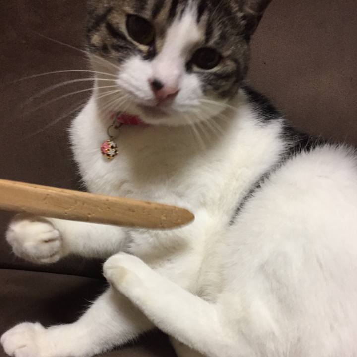 394a24f6 c1f7 420a 9d57 a9534e459e53