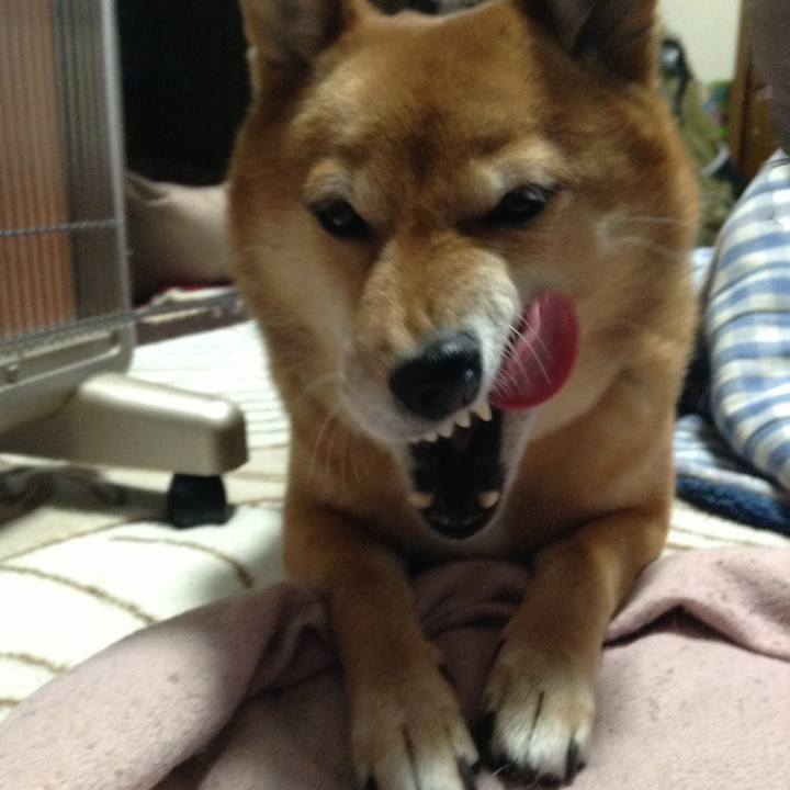 394a2b42 b361 43e8 bf46 397b06747bed