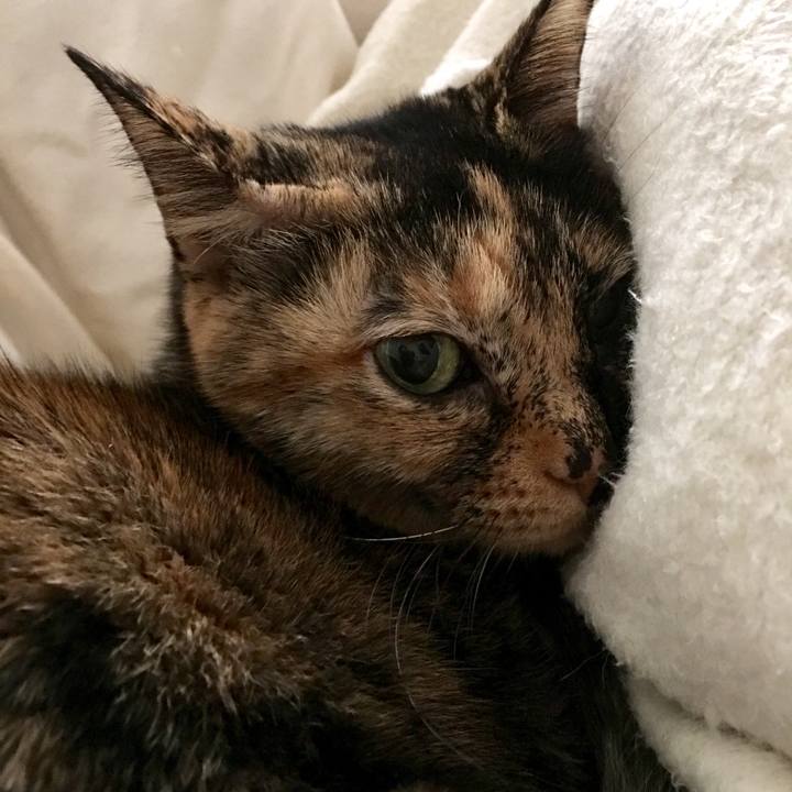 3954a737 252f 4cb7 ac87 578f6386addf