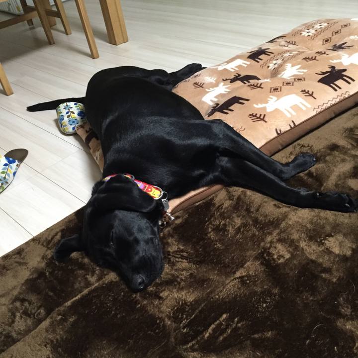 3954fb55 e9fc 4408 91be fbecffd42781