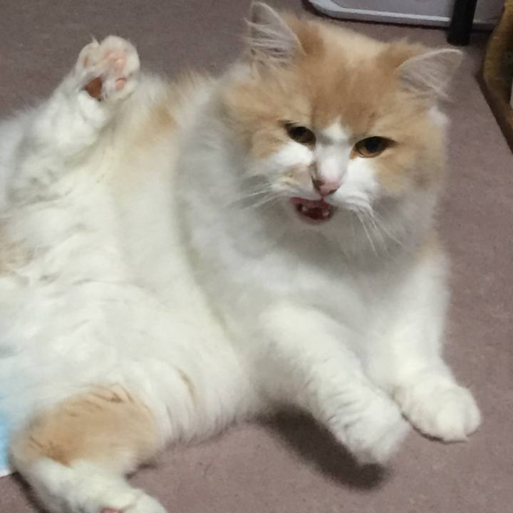 39640d52 424d 4a70 975c 922215221504