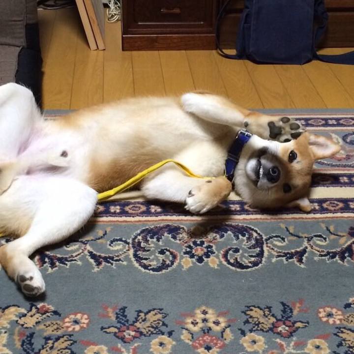 397088e2 819c 4a97 a537 63638e6d978f