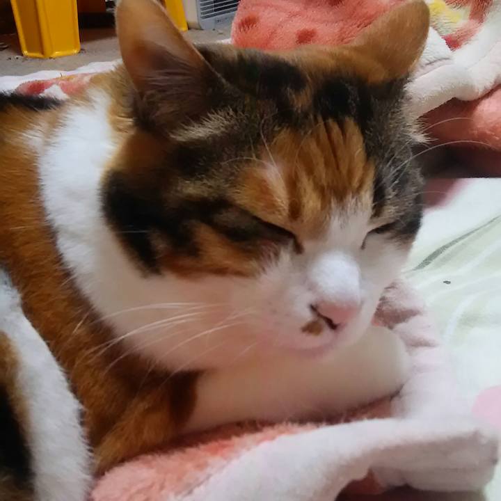 39de15f8 f468 48b7 a6db fac0a2a7f5ca