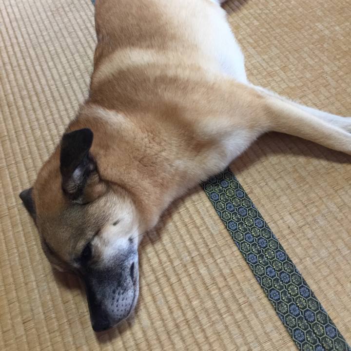 39e533da 5434 4949 97fd d95bf32ac686